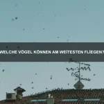 Wie schütze ich mein Haustier vor Hitze?