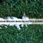 Wie du dein Haustier gesund und aktiv hältst