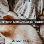 Wie du dein Haustier gesund und aktiv hältst