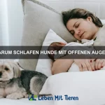 Die besten Methoden zur Fellpflege bei Hunden und Katzen