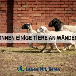 Warum sind einige Tiere so gut an ihr Habitat angepasst?