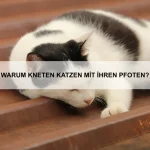 Warum sind einige Tiere so gut an ihr Habitat angepasst?