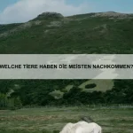 Die häufigsten Verhaltensprobleme bei Haustieren und wie du sie löst