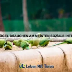 Die häufigsten Verhaltensprobleme bei Haustieren und wie du sie löst