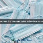 Wie man einem ängstlichen Haustier Sicherheit gibt
