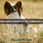 Warum haben Papageien so eine laute Stimme?