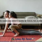 Wie schütze ich mein Haustier vor Parasiten?