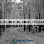 Wie du deinem Haustier das Alleinbleiben erleichterst