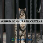 Warum heben Hunde manchmal eine Pfote an?