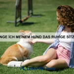 Wie bringe ich meinem Hund bei, keine Angst vor Wasser zu haben?