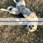 Wie du dein Haustier an ein neues Familienmitglied gewöhnst