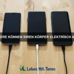 Wie du dein Haustier an ein neues Familienmitglied gewöhnst