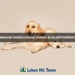 Welche Tiere haben die außergewöhnlichsten Fähigkeiten?