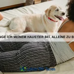 Warum sind Schildkröten so langsam?
