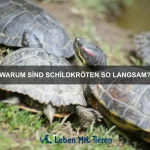 Wie bringe ich meinem Haustier bei, alleine zu bleiben?