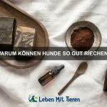 Warum sind Schildkröten so langsam?