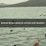 Warum sind Ratten so intelligente Tiere?