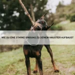 Warum winseln Hunde manchmal im Schlaf?