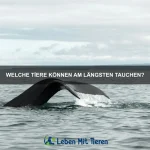 Wie bringe ich einem Hund bei, an der Leine zu gehen?