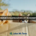 Wie erkenne ich, ob mein Haustier Fieber hat?
