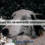 Warum kauen Hunde auf ihren Spielzeugen?