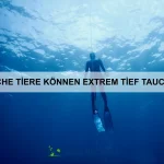 Warum schließen Katzen beim Streicheln die Augen?