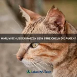 Warum haben einige Tiere Schwimmhäute?