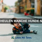 Warum scharren Katzen ihr Futter ein?