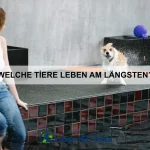 Welche Haustiere am wenigsten Pflege brauchen