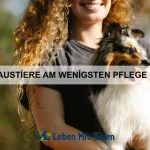 Wie bringe ich meinem Haustier Tricks bei, die es lieben wird?