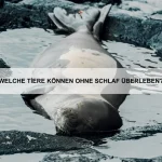 Wie bringe ich meinem Haustier Tricks bei, die es lieben wird?
