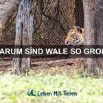 Wie man die Körpersprache von Haustieren richtig deutet