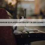 Welche Tiere sind für Erstbesitzer geeignet?