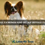 Welche Tiere sind für Erstbesitzer geeignet?