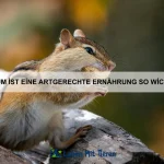 Wie bringe ich meinem Hund bei, auf Befehle zu hören?