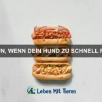 Welche Tiere haben das beste Gehör?
