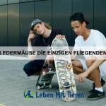 Warum Katzen manchmal an Menschen reiben?