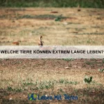 Warum schwitzen Hunde nicht?