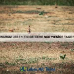 Warum gibt es Tiere mit natürlicher Sonnencreme?