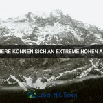 Welche Tiere haben die längsten Hälse?