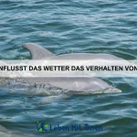Wie kann ich meinem Haustier eine gesunde Schlafroutine beibringen?