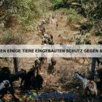 Welche Tiere leben am längsten unter Wasser?