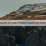 Welche Tiere haben die beeindruckendsten Sozialstrukturen?