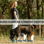 Wie erkenne ich eine Hautkrankheit bei meinem Haustier?