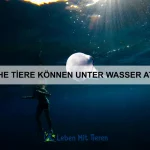 Wie kann ich mein Haustier sicher an neue Orte mitnehmen?