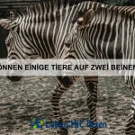 Wie kann ich meinem Haustier helfen, weniger ängstlich zu sein?