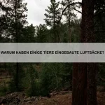 Warum haben einige Tiere Stacheln?