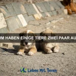 Wie erkenne ich eine Infektion bei meinem Haustier?