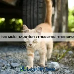Wie kann ich mein Haustier vor Zecken schützen?