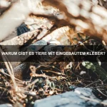 Welche Tiere haben die längsten Hörner?